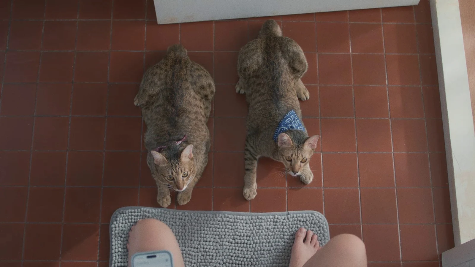 Pramy reklamında banyo zemininde yan yana duran, boyunlarında bandana bulunan iki kedi.